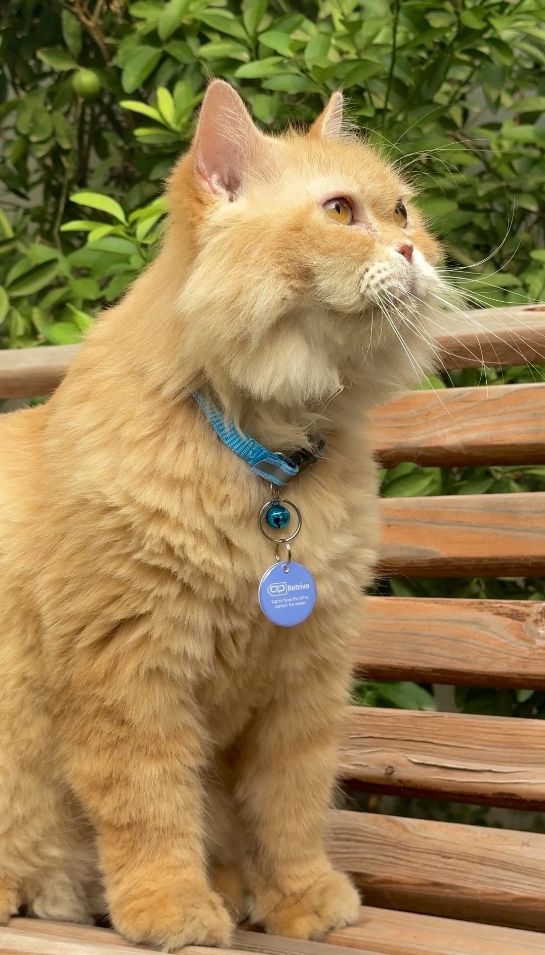 Retrivo on pet collar